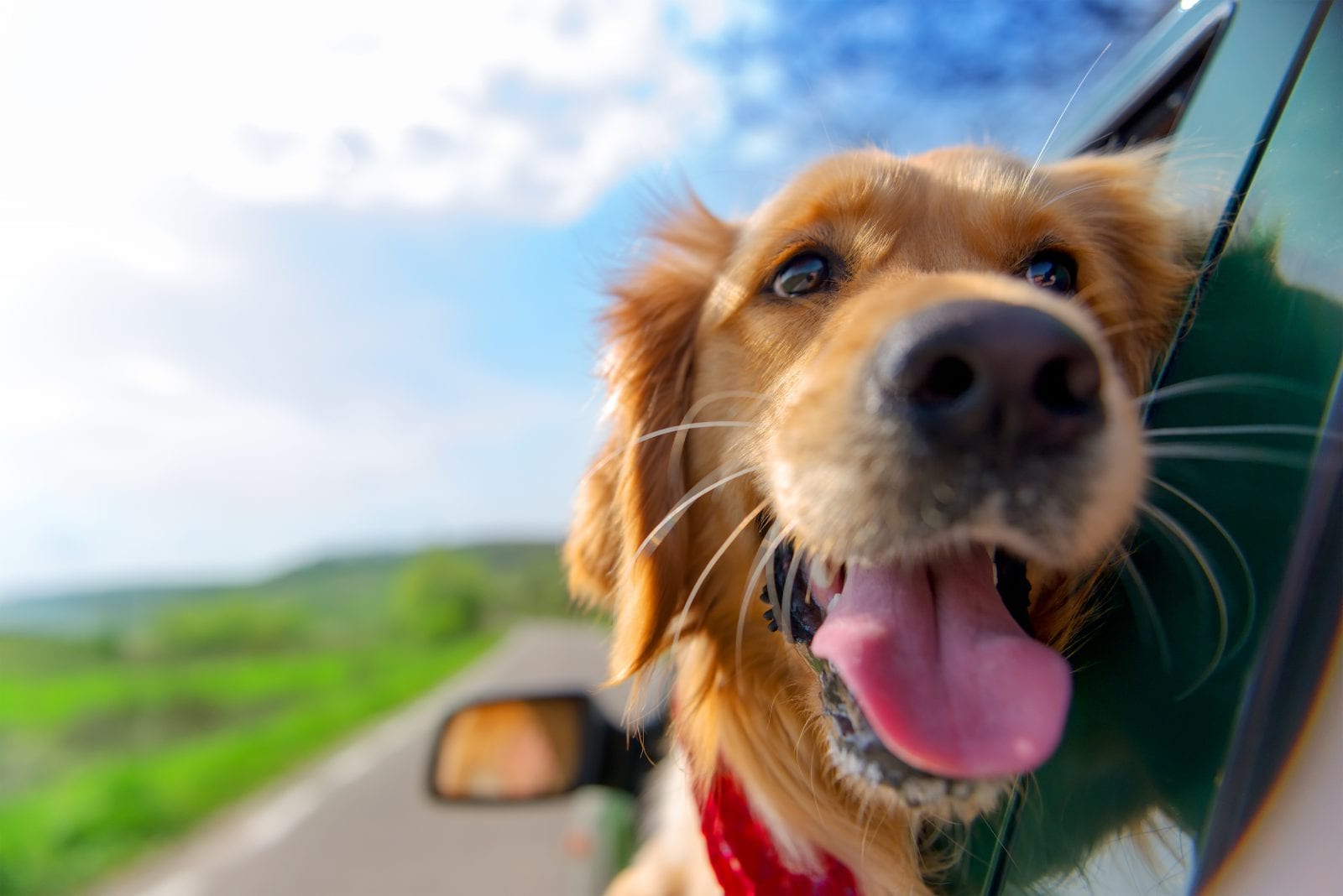 Happy dog in car Dog in car