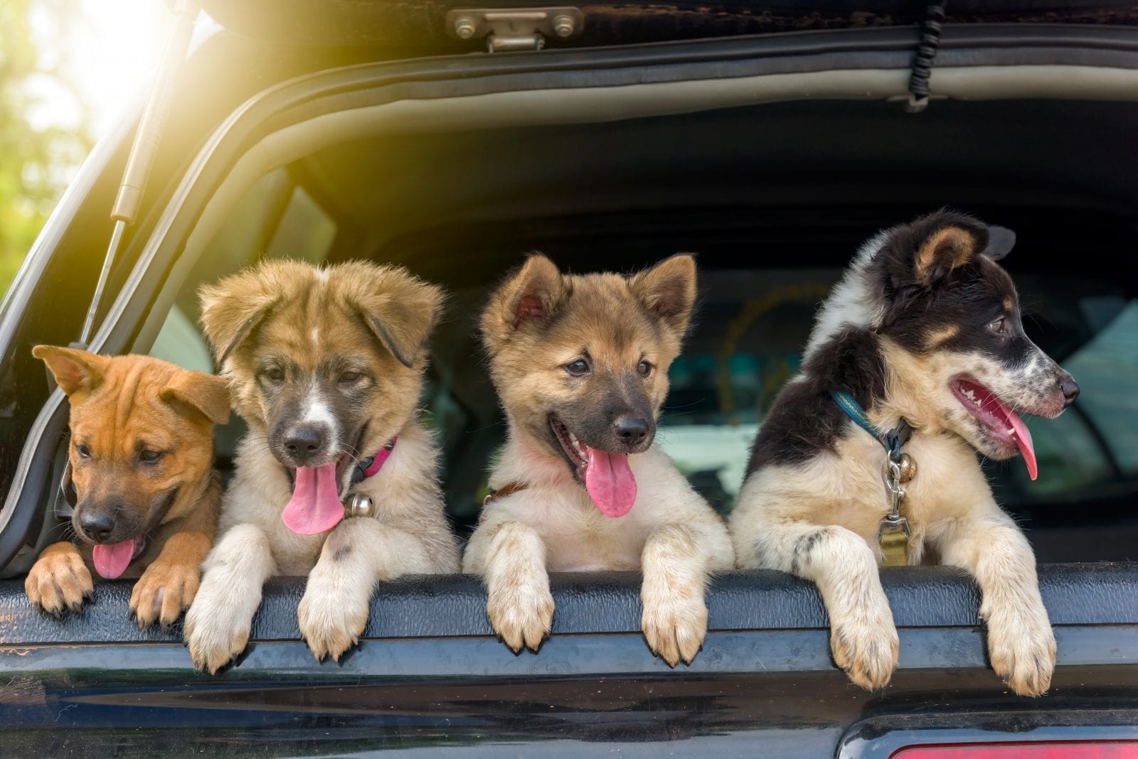 Best Cars For Dog Owners
