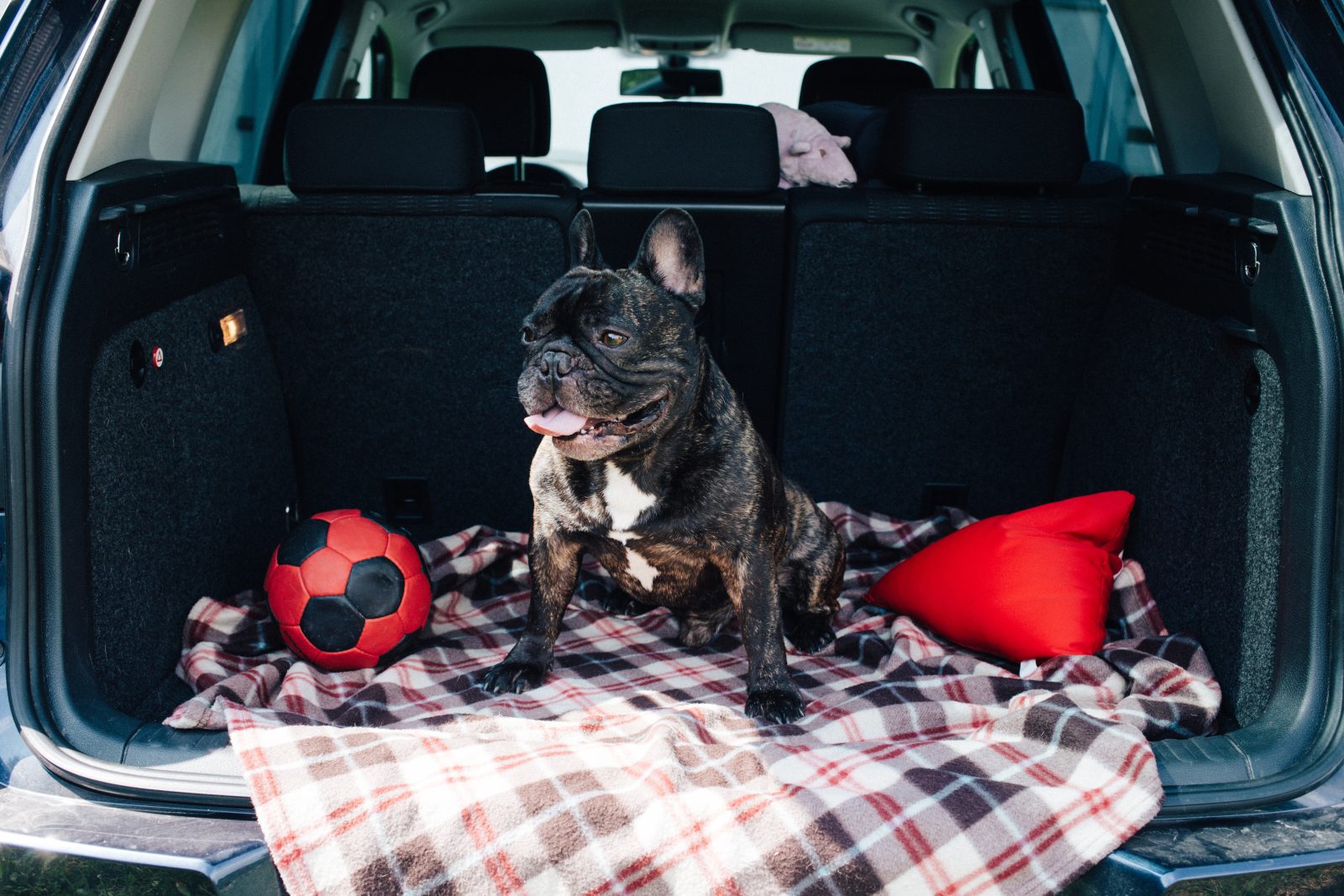 Best Cars For Dog Owners